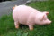 GROßES XXXL SPARSCHWEIN SPARDOSE Keramik Geburtstag Hochzeit
