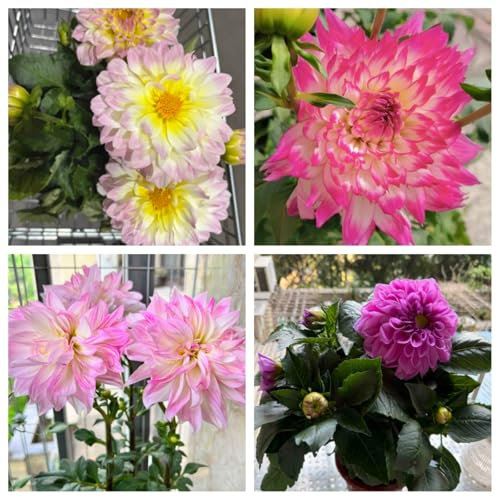 Dalie Bulbi di dalia Bulbi di dalia Adatti a piccoli giardini e patii Colori misti-8bulbi-E