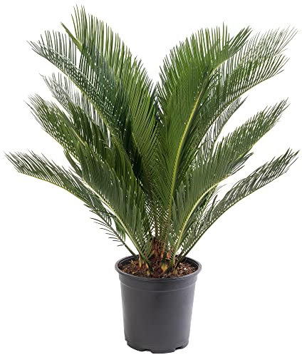 Palmier Sago, grande plante d'intérieur, véritable arbre persistant, haut, grand, exotique et rare.