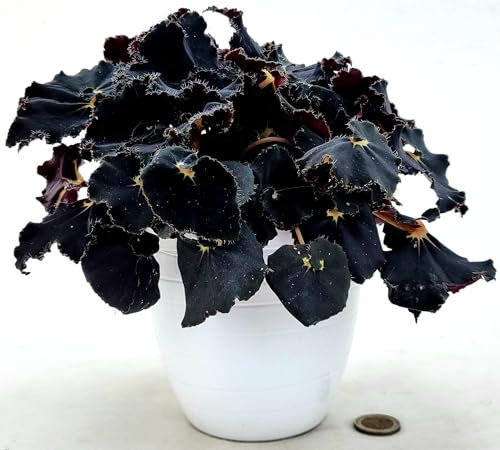 POWERS TO FLOWERS - BEGONIA REX NERA, DARK MAMBO IN VASO CERAMICA BIANCO A RIGHE, VASO 14CM, pianta vera