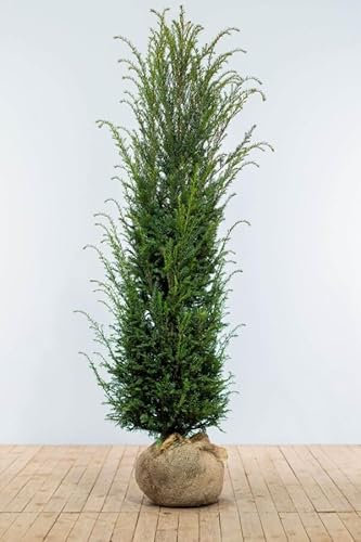 Eiben ‚Taxus baccata‘ – Heckenpflanze – Auswahl der Höhe 60–225 cm – immergrün & robust – ideal für dichte Hecken und Sichtschutz (Variante 180-200cm)