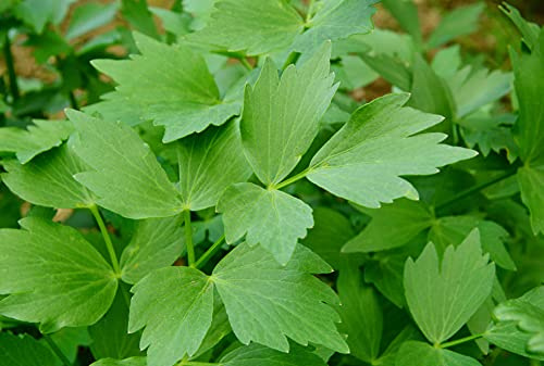 Lovage herb (100+ Seed Pack) - COOL BEANS N SPROUTS Brand - Non-GMO - Home Gardening