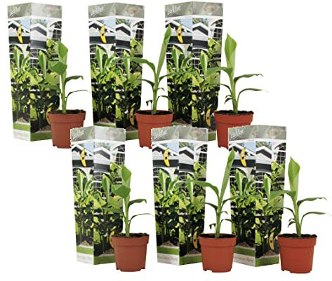Plant in a Box - Musa Basjoo - Höhe 25-40cm - 6er Set - Bananenpflanze Winterhart - Bananenbaum - Exotische pflanzen - Topf 9cm
