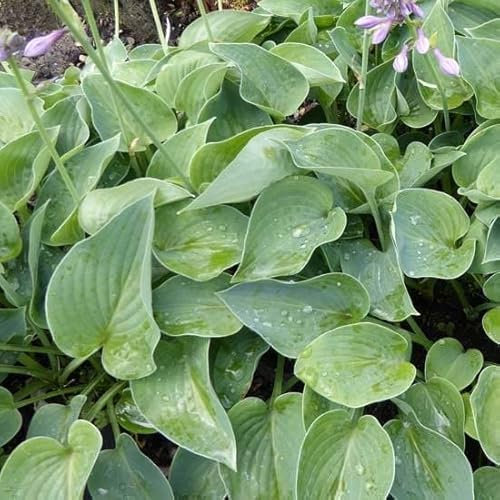 6x Hosta 'Blue Cadet' – Godet 9x9cm | Compact, feuillage bleu-gris