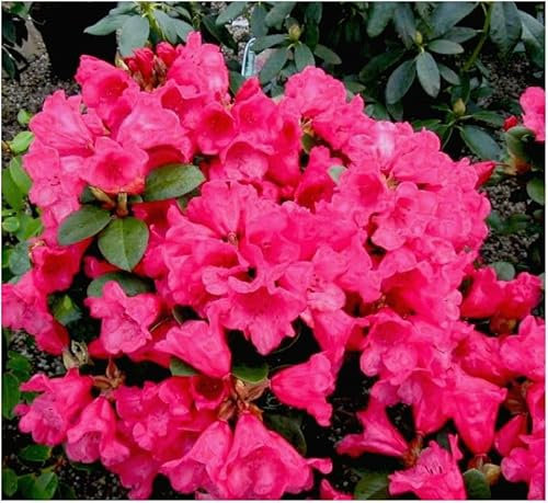 GrowOn Shrubs Dwarf Rhododendron Japonica 'Molly Anne' | Evergreen Shrub | Outdoor Garden Ready Plant | Spring Flowering | Pink Flowers