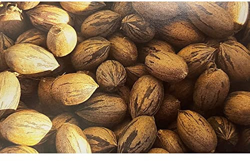 Pianta vera di Noce pecan Cape Fear