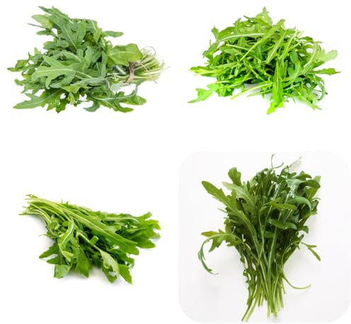 rucolasamen - rucola seltene alte gemüsesorten anzucht kletterpflanzen gartenpflanzen winterhart mehrjährig nachhaltige geschenke gemüsepflanzen gartenkräuter gartendeko für draußen 350samen