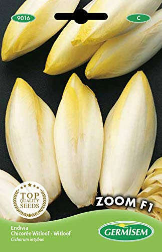 Germisem graines Chicorée Witloof Zoom F1 EC9016