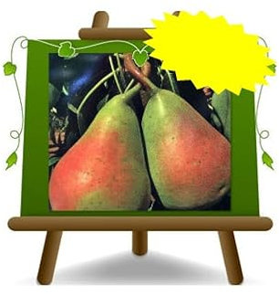 poirier poires Perugia plante fruitière vieux greffé rhizome plante fruitière sur un pot de 20 max 170 cm - 2 ans