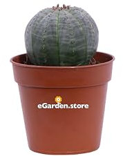 Pianta di Euphorbia Obesa Pianta del Baseball pianta grassa pianta da esterno pianta ornamentale di Euphorbia Obesa pianta di Euphorbia in vaso pianta succulenta pianta vera venduta da eGarden.store