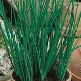 Chive Seeds by Country Value. Average 370 Seeds