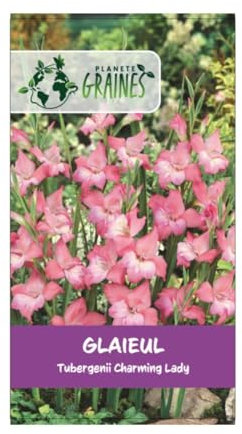 10 bulbes de fleurs Glaïeul des Charming Lady - dame charmante