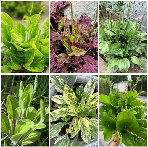 semillas de plátano ribwort, medicinales, balcón, llantén, jardín, orgánicas, 300pcs