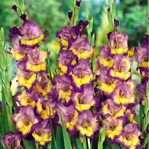 GLADIOLUS Lökar | Lökar från de bästa nederländska odlarna | Exklusivt urval och kvalitetskontroll | Garanterad blomning från första året (7 Gladiolus DYNAMITE)