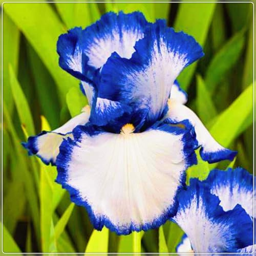 Iris raro Bellissimo Giardino Facile Da Mantenere Crescita Rapida-10Bulbi-c