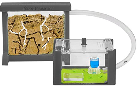 AntHouse - Fourmilière Naturelle en Sable | Kit Basic 3D (Sandwich + Caisse de Fourrage) Gris | Fourmis Incluses