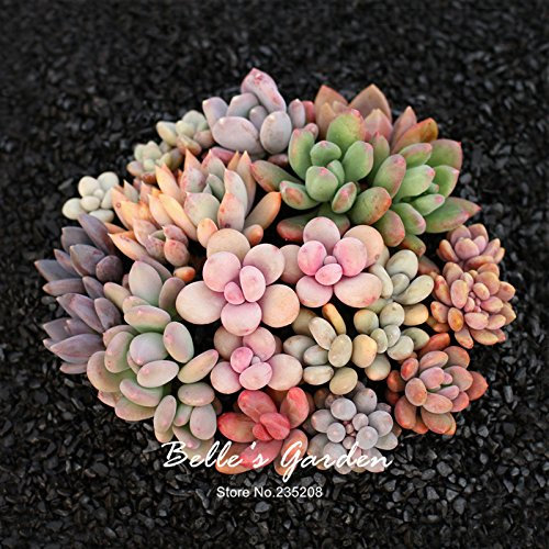 10 Uds rari Semi Graptopetalum amethystinum Sedum Scorpion Succulente Piante impianto al coperto casa giardino Bonsai semi di Fiore