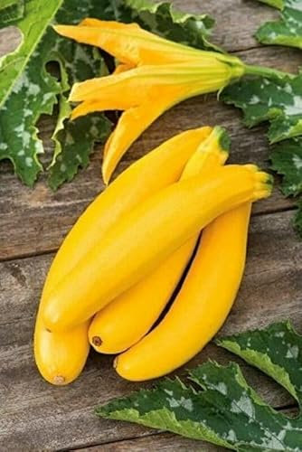 Buy4seeds COURGETTE Banana Song F1-3 Seeds Easy to Grow Garden Yard Patio