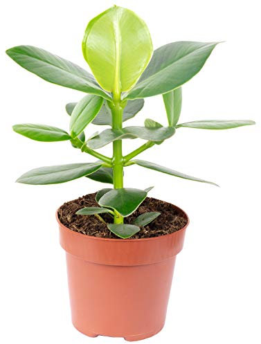 Manzana balsa – Planta de interior fácil de limpiar, Clusia rosea – Altura aprox. 25 cm, diámetro de maceta 12 cm