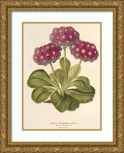 ArtDirect Charles Antoine Lemaire 14x18 Gold Ornate Frame and Double Matted Museum Art Print Titled - Intermediate Primrose (Hybrida) (1854-1896)