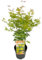 Plant in a Box - Acer Palmatum 'Orange Lace' - Japanischer Ahorn - Schöne leuchtende Farben - Topf 19cm - Höhe 60-70cm