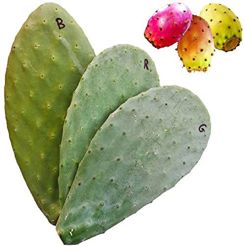 3 Pale fico d'india per talea gialla bianca rossa - Opuntia ficus indica