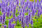 100 Grani Agastache Anisée, Agastache Rugosa, Semi di Menta Coreana: Semi