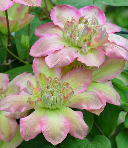 BALDUR Garten Clematis 'Pistachio Cake®',1 Pflanze, mehrjährig & winterhart, pflegeleicht, bienenfreundlich, reichblühend, klettert & blüht am Spalier, Zaun & Obelisk, große Blüten