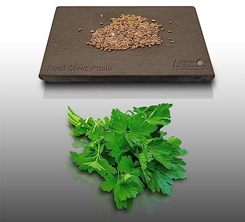 300 graines d'Aromatiques à semer - Le Grenier d'Abondance - PERSIL Géant D'Italie - Petroselinum crispum