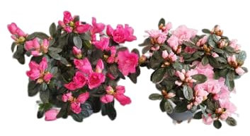 Azalea Rosa |Pack 2 Unidades |DECOALIVE | Azaleas con Flores Rosadas