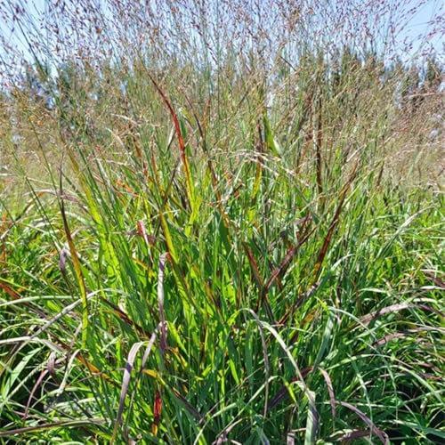 50 pcs Rutenhirse Northwind Samen, Panicum virgatum, gräser winterhart mehrjährig bio saatgut, teichpflanzen dekopflanzen pflanzensamen seed gartendeko für draußen, wilder wein winterhart