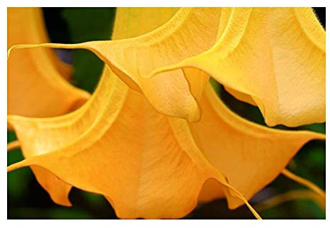Brugmansia Orange Glory - Engelstrompete - 5 Samen