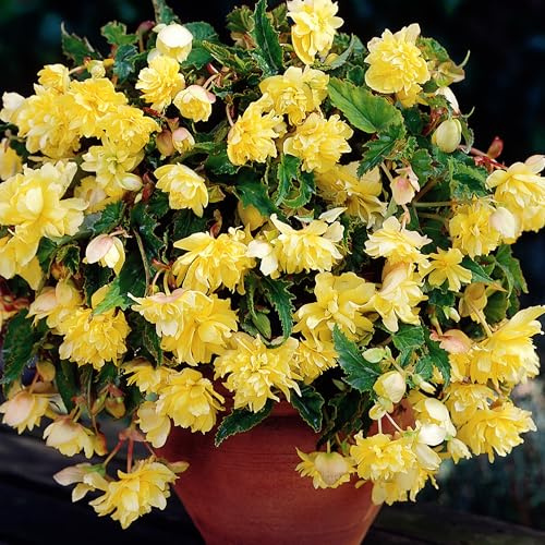 Begonia Ricadente Gialla Bulbi Perenne Fioritura Estiva per Cesti Pensili e Aiuole