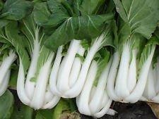 100 SEEDS Pak Choi Chinese Cabbage HEIRLOOM 2017 ($3.00 MAX SHIPPING!) : Package Contains seeds