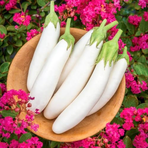 Aubergine 'White Knight' F1 - Early Maturing Creamy-White Eggplant Seeds - Compact Plants Ideal for Container Gardening - Disease Resistant Variety - 1 Packet (6 Seeds) by Thompson & Morgan