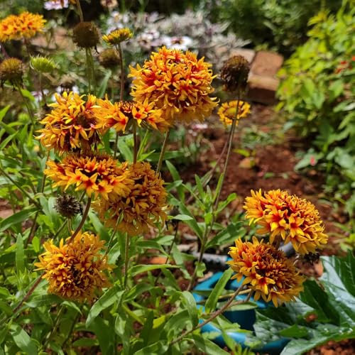 kokardenblume pflanze samen - gartendeko für draußen, balkonpflanzen kokardenblume samen, blumensamen balkon, winterharte kübelpflanzen blumenwiese samen mehrjährig, herbst deko 200pcs