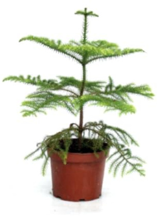 Planta natural Araucaria heterophylla, 40-50 cm. Pino de Norfolk. Árbol perenne, de hojas en forma de aguja, de aspecto simétrico y elegante. Segura Garden.