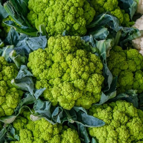 semillas de coliflor silvestre - jardín perennes resistentes balcón camas elevadas 200pcs