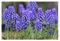 20x Muscari Armeniacum Blue Grape Hyacinth Bulbs Beautiful Garden Patio Balcony Early Spring Flowers Bulbs Ready for Planting Now