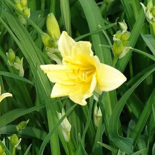 6x Lis d’un jour lilioasphodelus – Hemerocallis lilioasphodelus – Godet 9x9cm | Fleurs jaunes citron parfumées, rustique