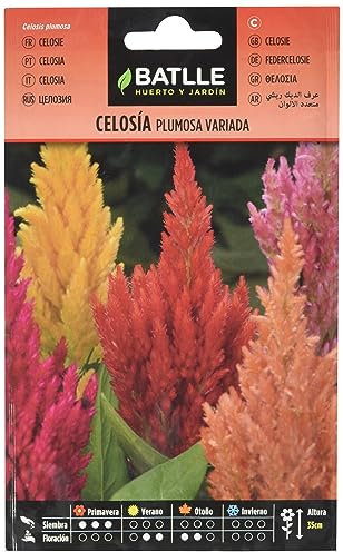 Semillas Batlle Celosia PLUMOSA variada