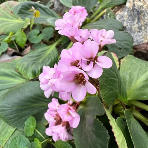 bergenia cordifolia - reverdecimiento de tejados decoraciones de jardín oficina del suelo semillas 30pcs