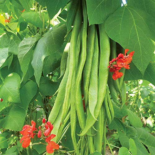 PREMIER SEEDS DIRECT - Runner Bean - Scarlet Emperor - 70 GRAM ~ Approx 70 Finest Seeds