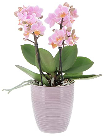 KENTIS - Orchidea Vera Pianta Rara - Phalaenopsis Boquetto Rosa - Piante da interno Fiorite Purifica Aria - Vaso Ø 12 cm