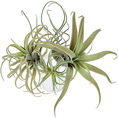 Euizz Confezione da 4 piante e fiori finti floccati Tillandsia Bromeliads Home Decor