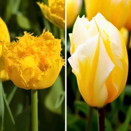 Tulpanlökar Yellow Splash - 30 blomsterlökar - lökstorlek 12+ - gula, storblommiga, vårblommande, vinterhärdiga - direkt från odlaren - Blomlökar Amsterdam