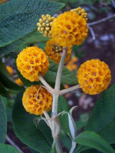 8 graines de BUDDLEIA GLOBULEUX (Buddleja Globosa) H230 ORANGE BALL TREE SEEDS