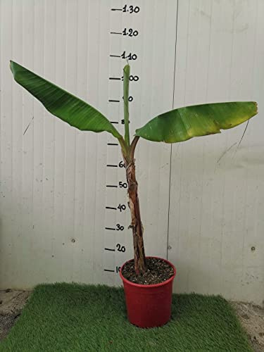 Vivaio Garden Forest Banana Rosso Musa Acuminata Red Dacca – Pianta di Banano Tropicale da Frutto Ornamentale