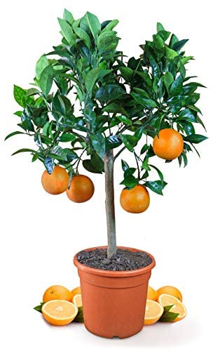 Árbol Frutal Natural Mediterráneo Naranjo +120cm de Altura, DECOALIVE