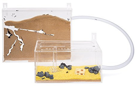 AntHouse - Natürliche Ameisenfarm aus Sand - Big Acryl Wandset(Gratis Ameisen)